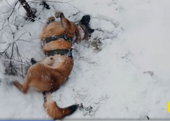 Як працюють чотирилапі спецпризначенці з підрозділу «К-9» (ВІДЕО)