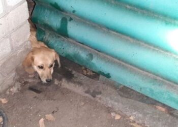 Кіровоградщина: У Знам’янці песик застряг у паркані