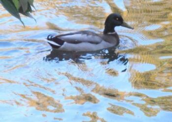 Кіровоградщина: Відразу двоє фотоаматорів Побузького перемогли в конкурсі