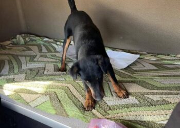 Службовий пес двічі виявив наркотичні речовини, які намагалися провезти через кордон на Одещині — Новини Херсонщіни