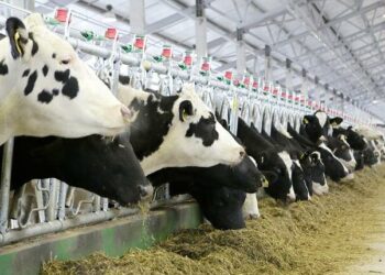 У господарствах Одещини зареєстровано майже 53 тис. сільськогосподарських тварин — Новини Одеської області