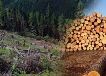 За незаконну вирубку дерев кропивничанину світить до 7 років ув’язнення