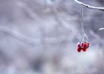 На Рівненщині прогнозують сильні пориви вітру