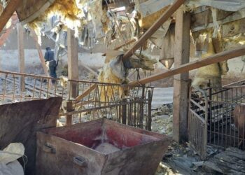 На території фермерського господарства від обстрілів загинули тварини — Новини Херсонщіни