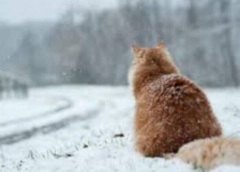 Прогноз погоди на 10 лютого: у Кропивницькому опадів не очікується