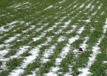 Прогноз погоди на 25 лютого: вночі у Кропивницькому очікується невеликий мокрий сніг