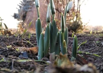 У ботанічному саду ХДУ розквітли підсніжники — Новини Херсонщіни