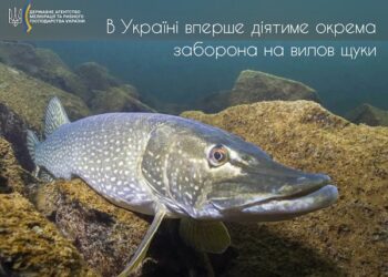 В Україні вперше діятиме окрема заборона на вилов щуки — Новини Херсонщіни