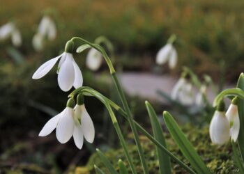 11 березня на календарі: який сьогодні день?