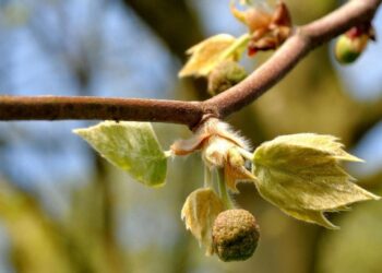 28 березня на календарі: свята, традиції та народні прикмети