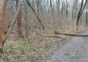 Буревій повалив дерева у Кропивницькому