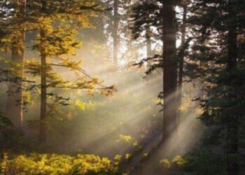 Кіровоградщина: Лісову ділянку в Оникіївському лісництві повернули державі