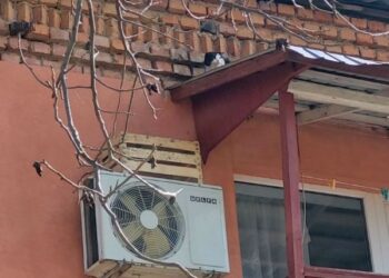 Кіровоградщина: У Благовіщенському рятувальники зняли з піддашшя 2 поверху кота