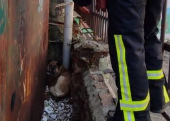 Кіровоградщина: В Олександрії рятувальники вивільнили собаку з парканової пастки