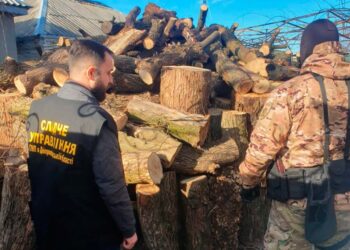 На Дніпропетровщині затримали злочинну групу лісорубів (Відео) – Новини Кам’янське