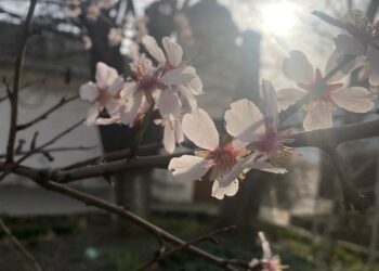 У Херсоні почали квітнути персикові дерева — Новини Херсонщіни