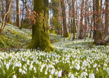 1 квітня у Кропивницькому й області вночі можливий дощ, а вдень вище 10 градусів
