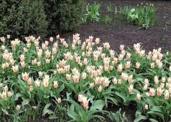 До гіацинтів у Дендропарку Кропивницького додалися нарциси й перші тюльпани