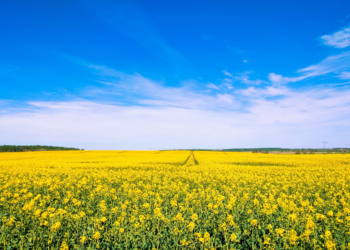Як правильно визначити звітний період виробнику сільгосппродукції при поданні декларації та прозвітувати у разі відмови від застосува