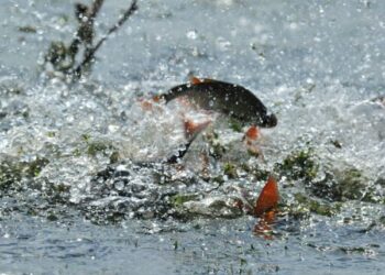 На Кіровоградщині розпочався нерест: чи можна відвідувати риболовлю