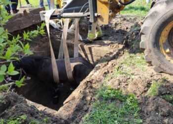 На Рівненщині кінь провалився у погріб