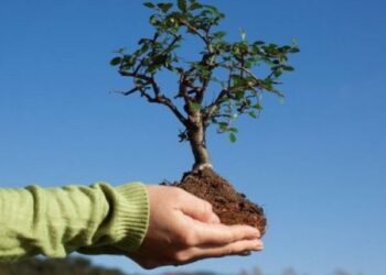 У День Землі кожен кропивничанин може долучитися до акції з висаджування дерев