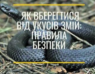 Укус змії: як уникнути та перша допомога