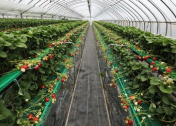 Агропідприємці Дніпропетровщини отримають гранти на понад 60 млн грн  – Новини Кам’янське