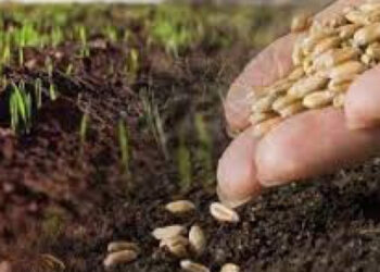 Отримувачі мікрогрантів з Дніпропетровщини розвиватимуть аграрну та деревообробну галузі, відкриють кав’ярню, ательє та приватну клініку – Новини Кам’янське