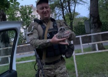 Патрульні врятували у Херсоні совеня: його передали в зоопарк – УКРАЇНСЬКИЙ ПІВДЕНЬ – Головні новини півдня України