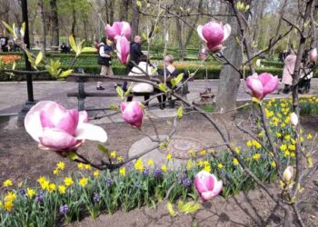 У Кропивницькому Дендропарку зацвіли магнолії