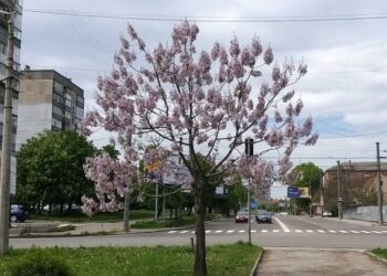 У Кропивницькому вперше зацвіли екзотичні павловнії, висаджені 6 років тому