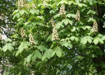 У Кропивницьку масово розквітли каштани