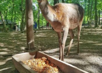 Зоопарк Рівного шукає працівників