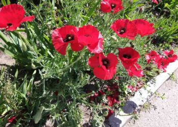 7 червня на Кіровоградщині має бути спекотно і без опадів