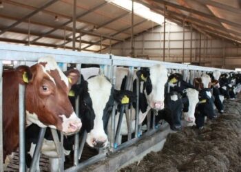 Куди рухається аграрна економіка України? – Новини Кам’янське