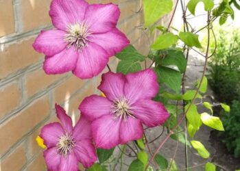 Перший день літа в Кропивницькому обіцяє бути спекотним