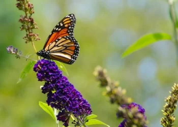 Прогноз погоди у Херсоні 21 червня