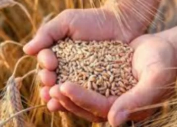 У Херсоні затопило склад із пшеницею вартістю 15 мільйонів гривень