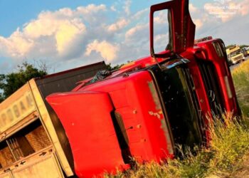 У Кропивницькому районі перевернулася фура з поросятками