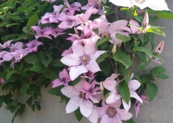 14 липня синоптики обіцяють грози на Кіровоградщині