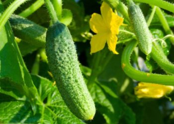 Ціни на огірки в Україні побили антирекорд та будуть ще падати – Новини Кам’янське
