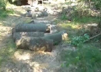 На Кіровоградщині чорні лісоруби порубали ліс на пів мільйона гривень