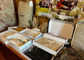 На Рівненщині хочуть відроджувати коноплярство