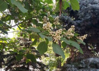 На вулицях Кропивницького зацвіли екзотичні катальпи