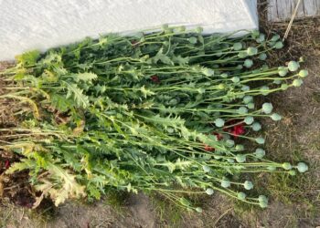 Операція «Мак» триває: на Рівненщині поліцейські виявили майже 2000 рослин снодійного маку