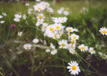 Прогноз погоди у Херсоні 24 липня