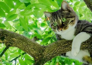 Рятувальники Кіровоградщини дістали кота з дерева, а корову витягли з ями