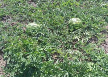 У деокупованій громаді на Херсонщині дозрівають кавуни