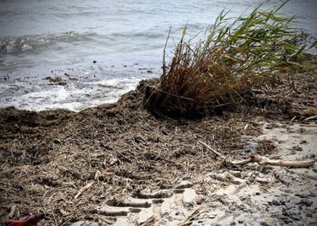 В Одесі всі пляжі непридатні для купання в морі | Одеський Кур’єр